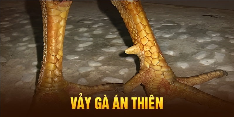 Vảy gà án thiên – Chiến kê bất bại được săn đón